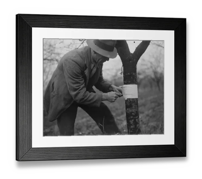 Framed Print : Placing sticking bands on trees. 1935 Framed Print : Placing sticking bands on trees. 1935