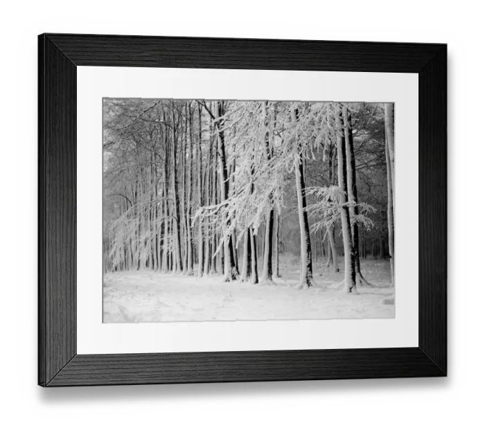 Framed Print : Beeche tree avenue at High Elms in Kent covered in snow. 1939 Framed Print : Beeche tree avenue at High Elms in Kent covered in snow. 1939