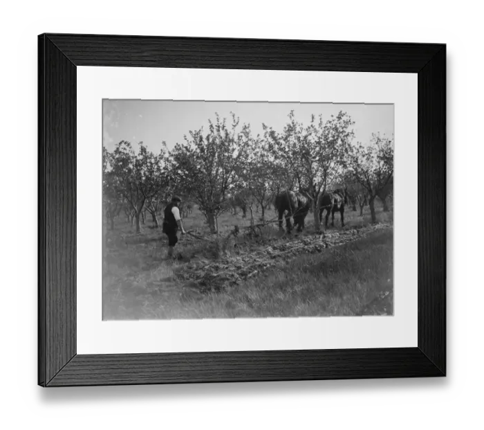 Framed Print : A farmer and his team of horses plough a fruit orchard. 1935