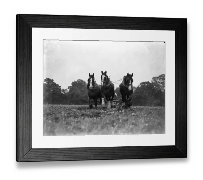 Framed Print : Ploughing with horses, furrowing. 1933