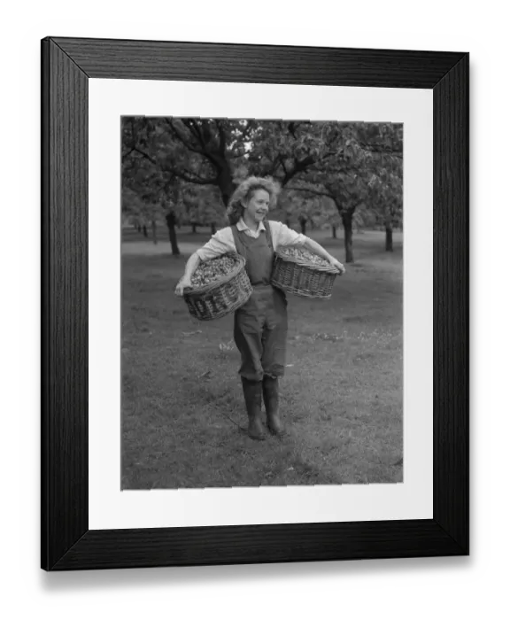 Framed Print : Cherry picking at a farm near Gravesend in Kent June 1946 Framed Print : Cherry picking at a farm near Gravesend in Kent June 1946