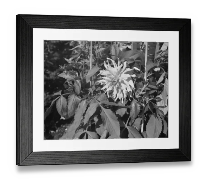 Framed Print : Dahlia bush at Dartford Central Park. 1936 Framed Print : Dahlia bush at Dartford Central Park. 1936