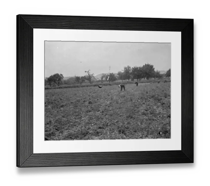 Framed Print : Farm workers in a field by Farthing Street in Farnborough, Kent. These fields are