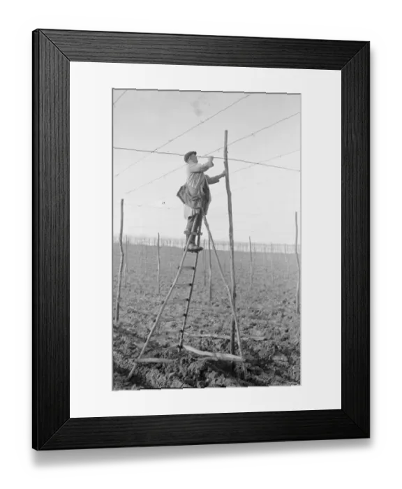 Framed Print : A man on a rickety ladder stringing up the hop poles onto which the hop bines will climb Framed Print : A man on a rickety ladder stringing up the hop poles onto which the hop bines will climb