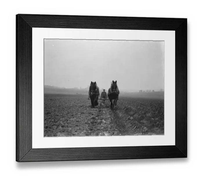 Framed Print : A farmer and his horse team plough a field in Hockenden, Kent. 1939