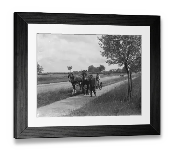Framed Print : Grass cutting in Chelsfield, Kent, using a horse drawn mower. 1936