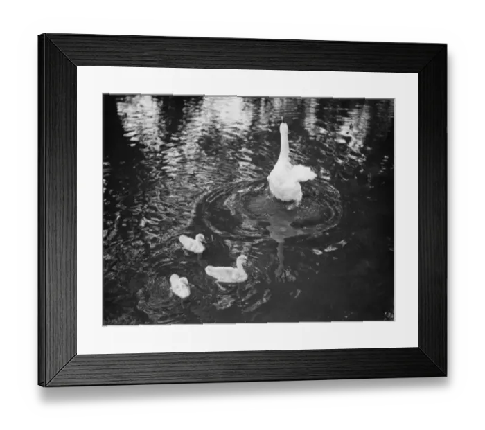 Framed Print : A Swan and a cygnet on the River Darent. 1938 Framed Print : A Swan and a cygnet on the River Darent. 1938