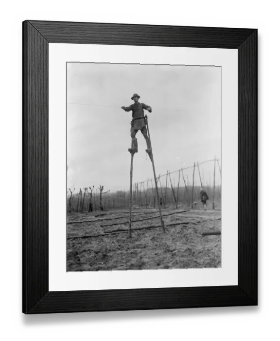 Framed Print : A man uses stilts for the stringing of the hop poles. 1937 Framed Print : A man uses stilts for the stringing of the hop poles. 1937