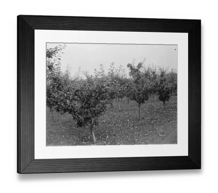 Framed Print : Young apple trees with lots of fruit. 1935 Framed Print : Young apple trees with lots of fruit. 1935