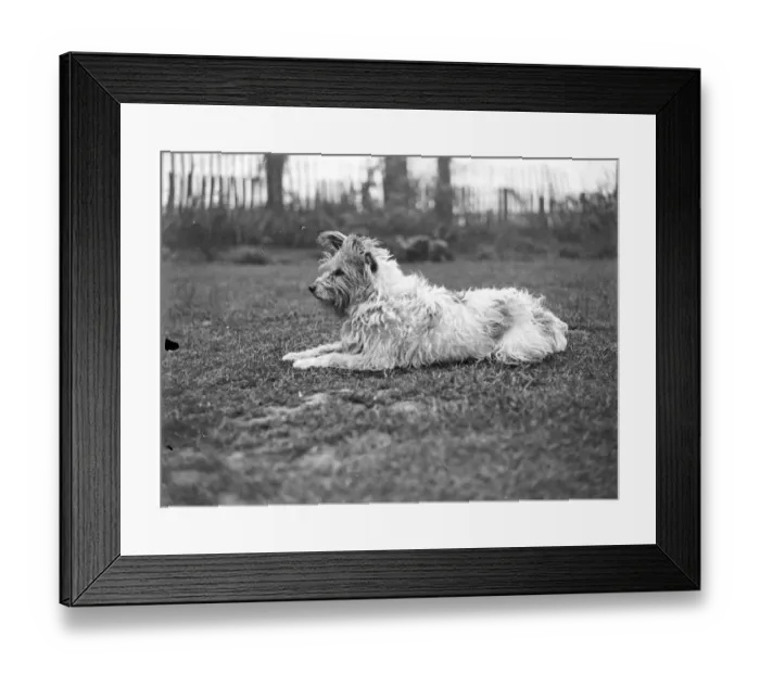 Framed Print : A terrier dog sitting on the lawn, a fence and trees in the background