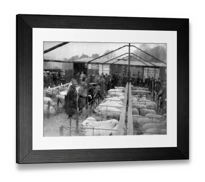 Framed Print : Judging Pigs at Sevenoaks, Kent. 1933 Framed Print : Judging Pigs at Sevenoaks, Kent. 1933