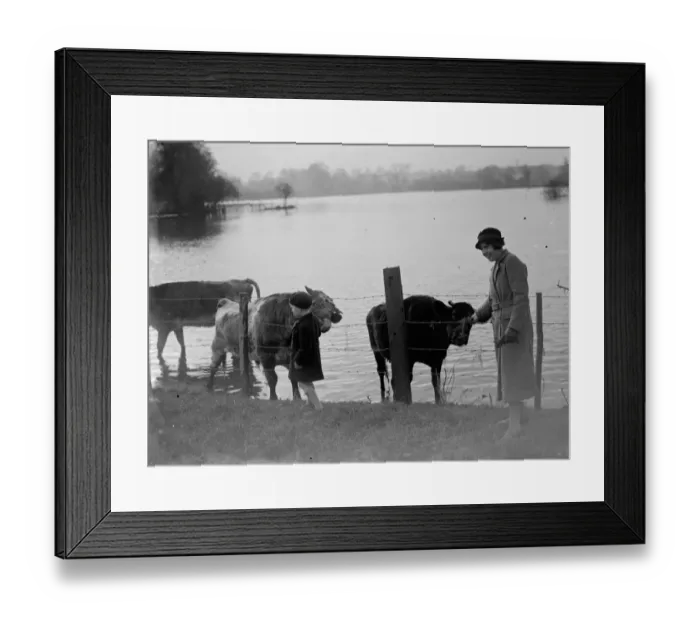 Framed Print : Stranded cattle retreat to the higher grounds to avoid the flooded fields in