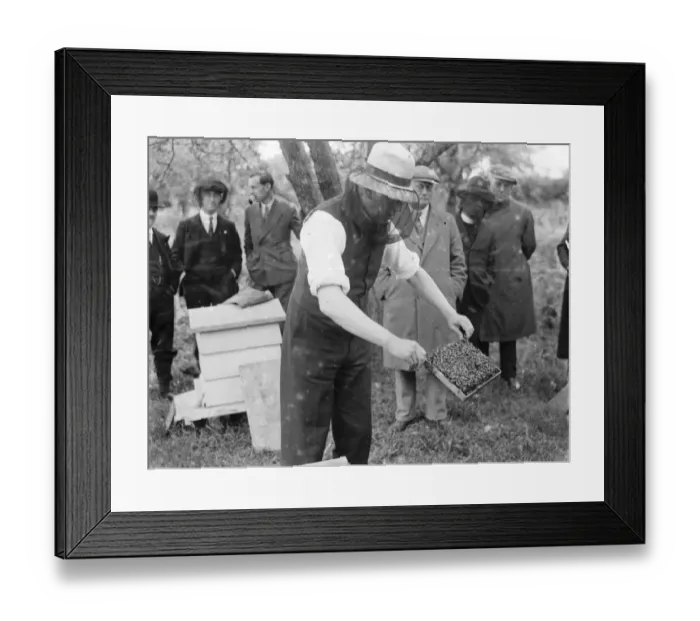 Framed Print : Demonstrating bee keeping, the Reverend D L Bryce. 1935 Framed Print : Demonstrating bee keeping, the Reverend D L Bryce. 1935