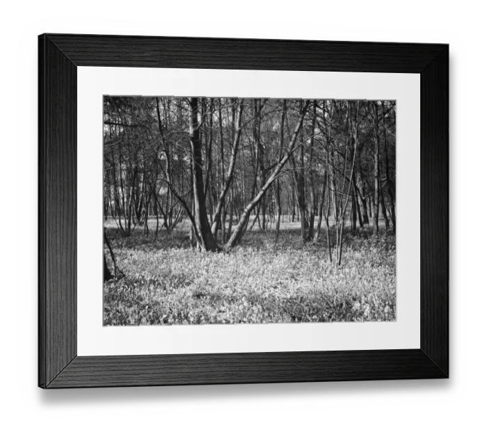 Framed Print : Bluebells in Chislehurst Woods, Kent. 1935 Framed Print : Bluebells in Chislehurst Woods, Kent. 1935