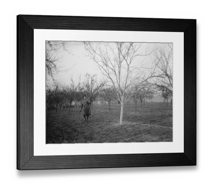 Framed Print : A worker spraying the tree in a fruit orchard in Swanley, Kent. 1939 Framed Print : A worker spraying the tree in a fruit orchard in Swanley, Kent. 1939