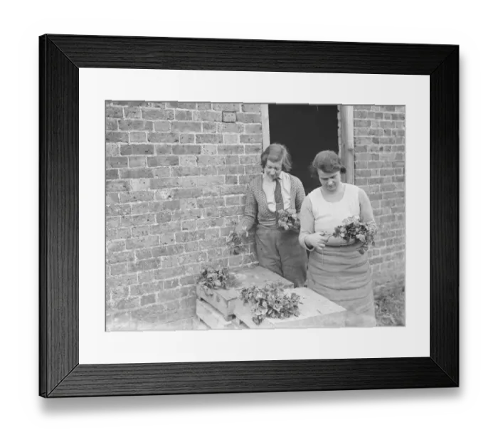 Framed Print : A farmer cultivates his strawberries. 1935 Framed Print : A farmer cultivates his strawberries. 1935