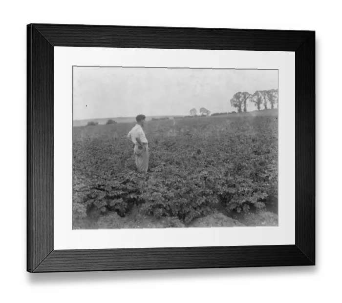 Framed Print : A man looks out over the growing potatoes. 1937 Framed Print : A man looks out over the growing potatoes. 1937
