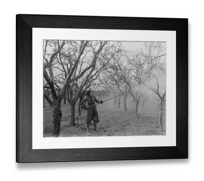 Framed Print : Spraying fruit trees in Swanley, Kent. 1937 Framed Print : Spraying fruit trees in Swanley, Kent. 1937