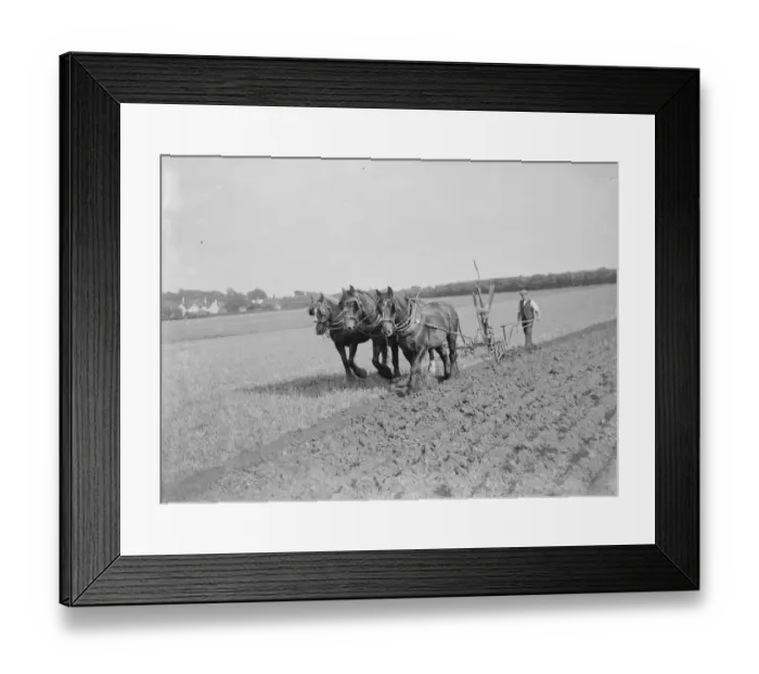 Framed Print : A farmer and his team of horses plough a field. 1935 Framed Print : A farmer and his team of horses plough a field. 1935