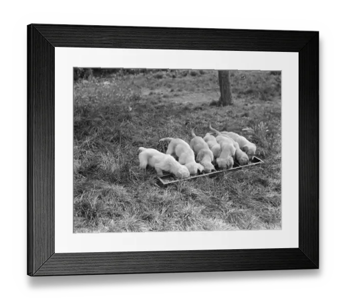 Framed Print : Puppies eating out of a trough at the South Darenth Kennels in Kent