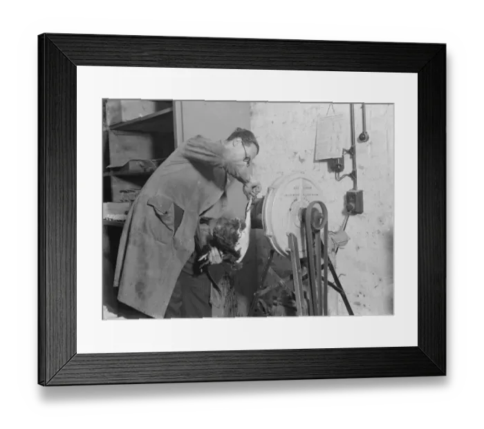 Framed Print : Feather plucking machine for poultry in action. 1935 Framed Print : Feather plucking machine for poultry in action. 1935