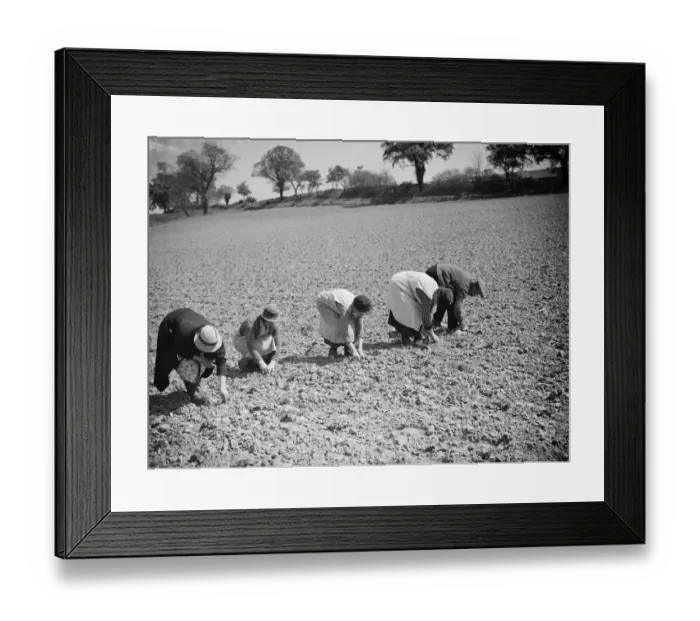 Framed Print : Preserving strawberry plants from drought. 1938 Framed Print : Preserving strawberry plants from drought. 1938
