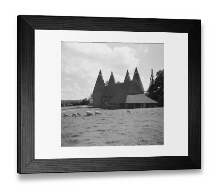 Framed Print : Sheep grazing in front of some oast houses. 1936 Framed Print : Sheep grazing in front of some oast houses. 1936