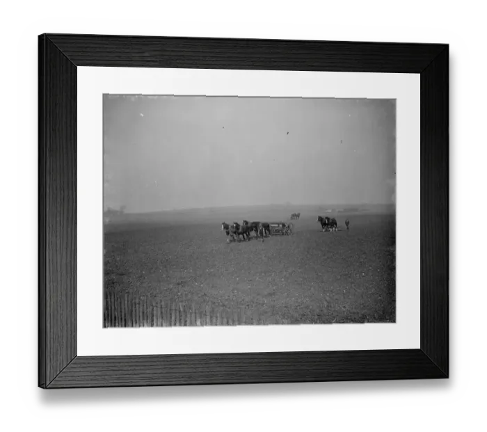 Framed Print : A farmer sows oats and harrows a field with teams of horses. 1938 Framed Print : A farmer sows oats and harrows a field with teams of horses. 1938