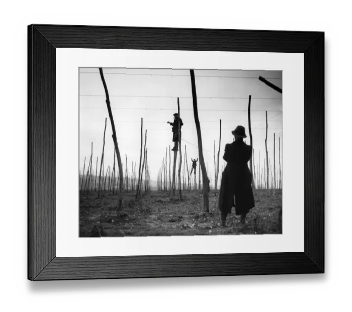 Framed Print : Hop wiring on stilts - January 1947 A TopFoto Framed Print : Hop wiring on stilts - January 1947 A TopFoto