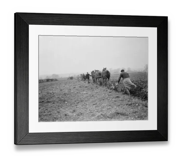 Framed Print : A farmer and his horse team plough a field at the back of houses in Eltham, London Framed Print : A farmer and his horse team plough a field at the back of houses in Eltham, London