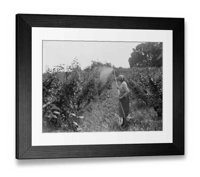Framed Print : Women working in the orchard, spraying the trees, at East Malling Research Station Framed Print : Women working in the orchard, spraying the trees, at East Malling Research Station