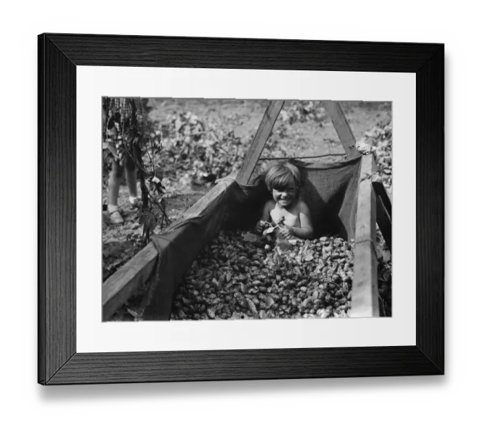 Framed Print : Children help hop picking. 1935 Framed Print : Children help hop picking. 1935