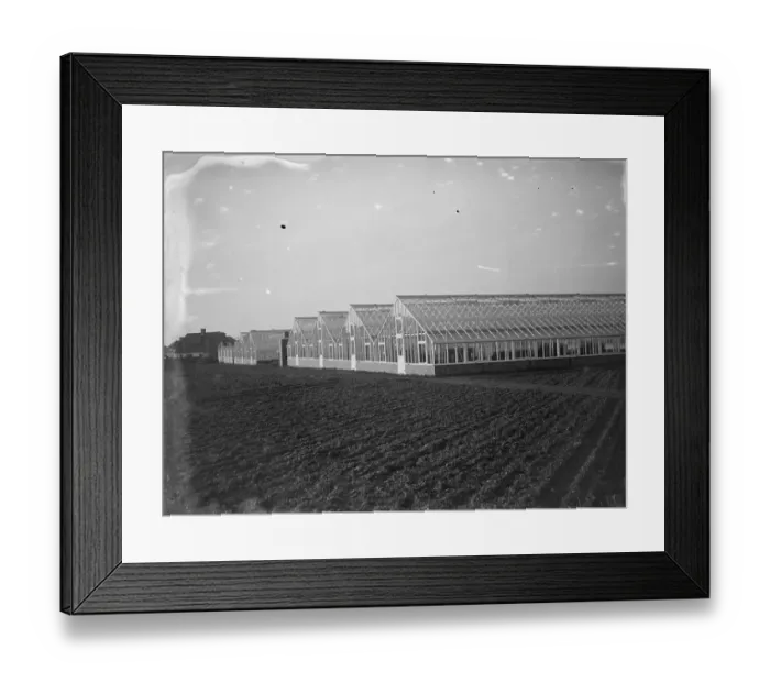 Framed Print : Glass houses at the Horticultural College, Swanley, Kent. 1935