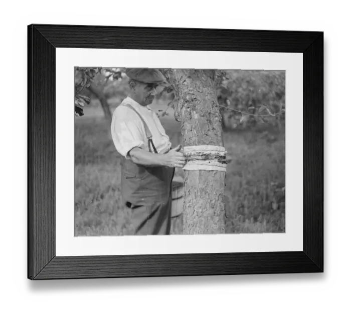 Framed Print : A man is stickybanding a fruit tree to prevent insects from crawling up it