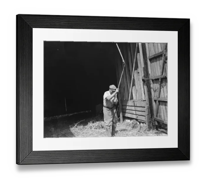 Framed Print : Farm worker using a flail. 1935 Framed Print : Farm worker using a flail. 1935
