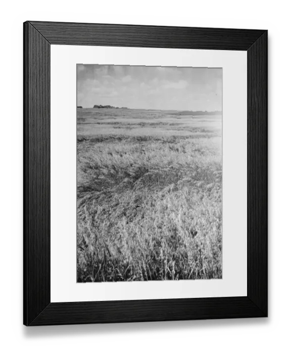 Framed Print : Damage to crops ( storm ). 1937 Framed Print : Damage to crops ( storm ). 1937