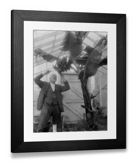 Framed Print : Mr G Lamb of Hextable shows off his banana plants. 1 March 1936