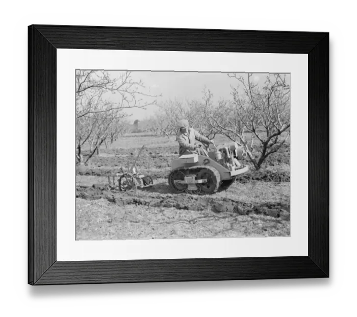 Framed Print : The Ransomes from Ipswich demonstrate their MG2 Motor Garden Cultivator in East Malling