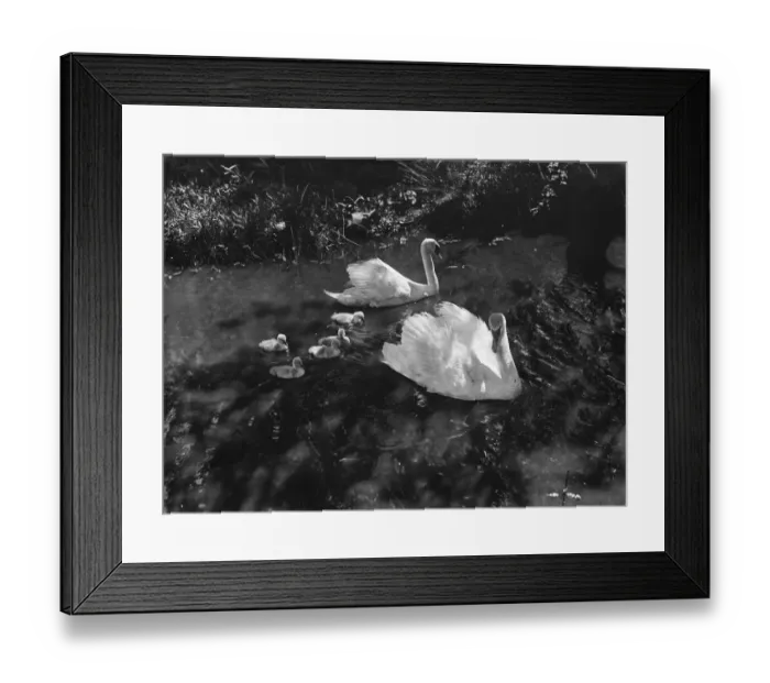 Framed Print : Swans. 1935 Framed Print : Swans. 1935