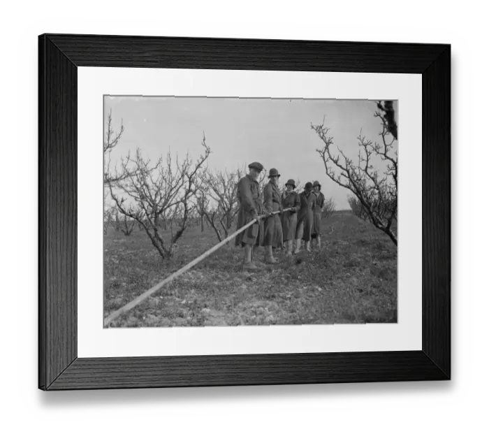 Framed Print : Laying pipe lines for spraying fruit trees at Farningham, Kent. 1938 Framed Print : Laying pipe lines for spraying fruit trees at Farningham, Kent. 1938