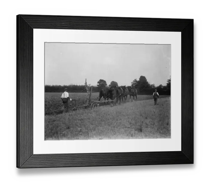 Framed Print : A farmer and his horse team plough a field in Paddock Wood. 1935 Framed Print : A farmer and his horse team plough a field in Paddock Wood. 1935