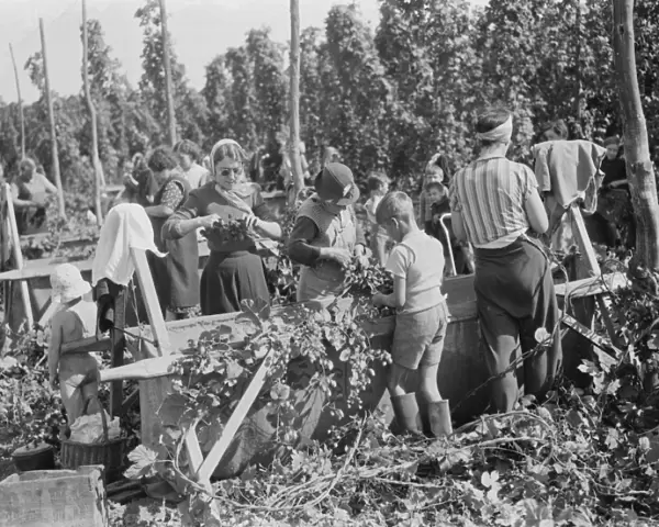 Women hop pickers in Beltring, Kent. Each worker has a gas mask over their shoulder