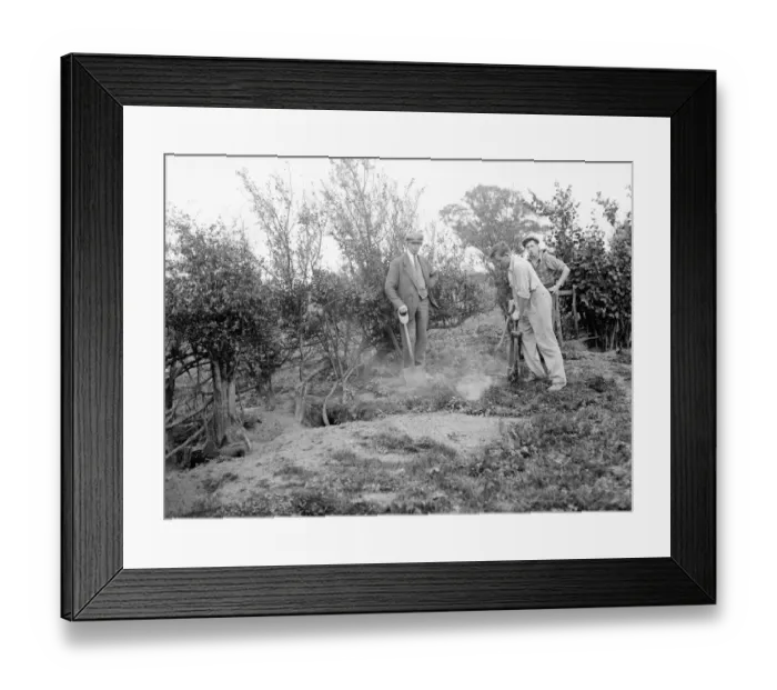 Framed Print : A pest controller injects Cyanogas into rabbit burrows. 1936 Framed Print : A pest controller injects Cyanogas into rabbit burrows. 1936