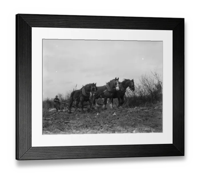 Framed Print : A farmer and his horse team plough a field. 1936