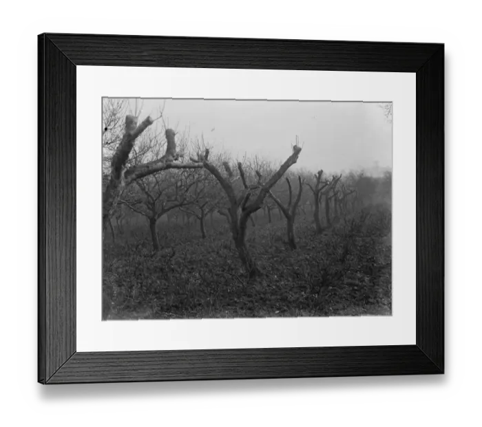 Framed Print : Fruit trees, grafted. 1935 Framed Print : Fruit trees, grafted. 1935
