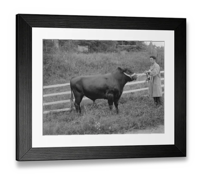 Framed Print : A bull. 1935 Framed Print : A bull. 1935