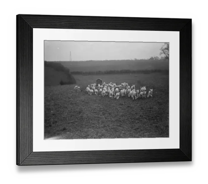 Framed Print : Lambs on a field in Eynsford, Kent. 1936