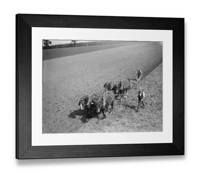 Framed Print : A team of four houses ploughing a large field in Kent. 1935