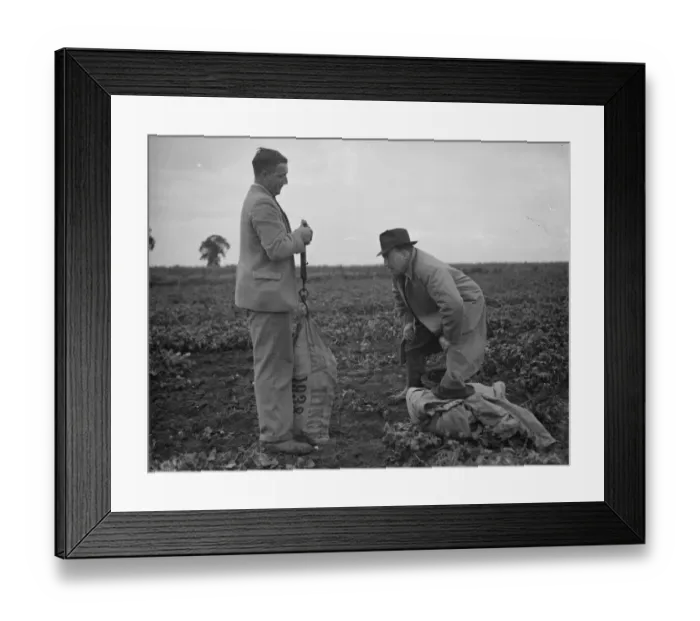 Framed Print : Potato demonstration, Cottons farm. Weighing the potatoes Mr J N Sharrock holding Framed Print : Potato demonstration, Cottons farm. Weighing the potatoes Mr J N Sharrock holding