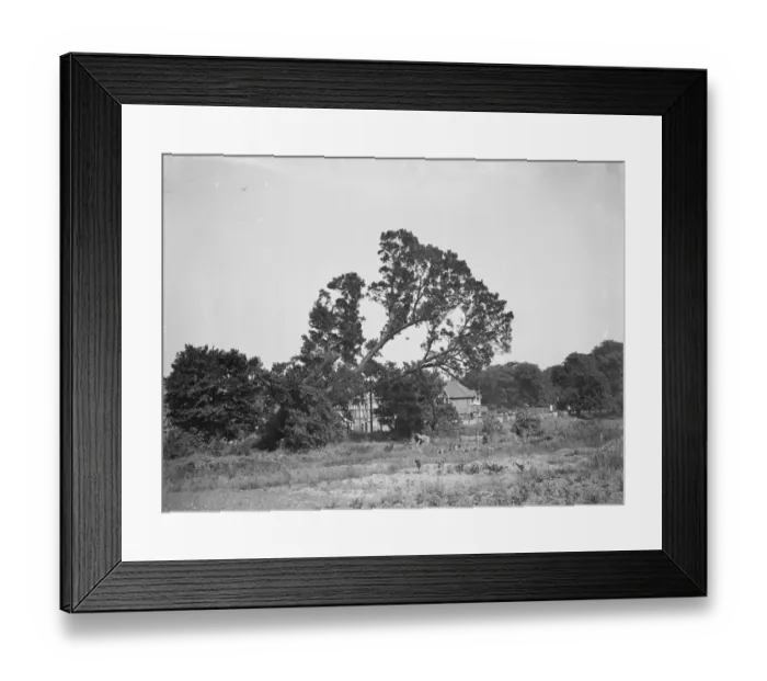 Framed Print : Tree felling in Crayford, Kent. 1939 Framed Print : Tree felling in Crayford, Kent. 1939